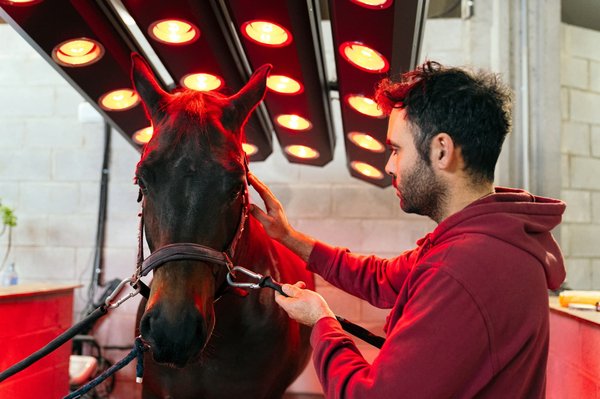 What Are the Therapeutic Effects of Equine-Assisted Psychotherapy for Trauma Recovery?