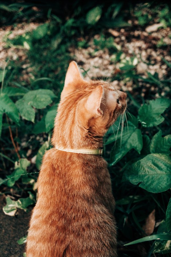 Can Community Gardening Reduce the Prevalence of Vitamin D Deficiency in Urban Areas?