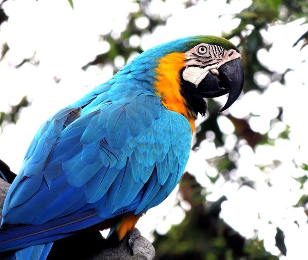 How to Prevent Feather Picking in Parrots Through Environmental Enrichment?